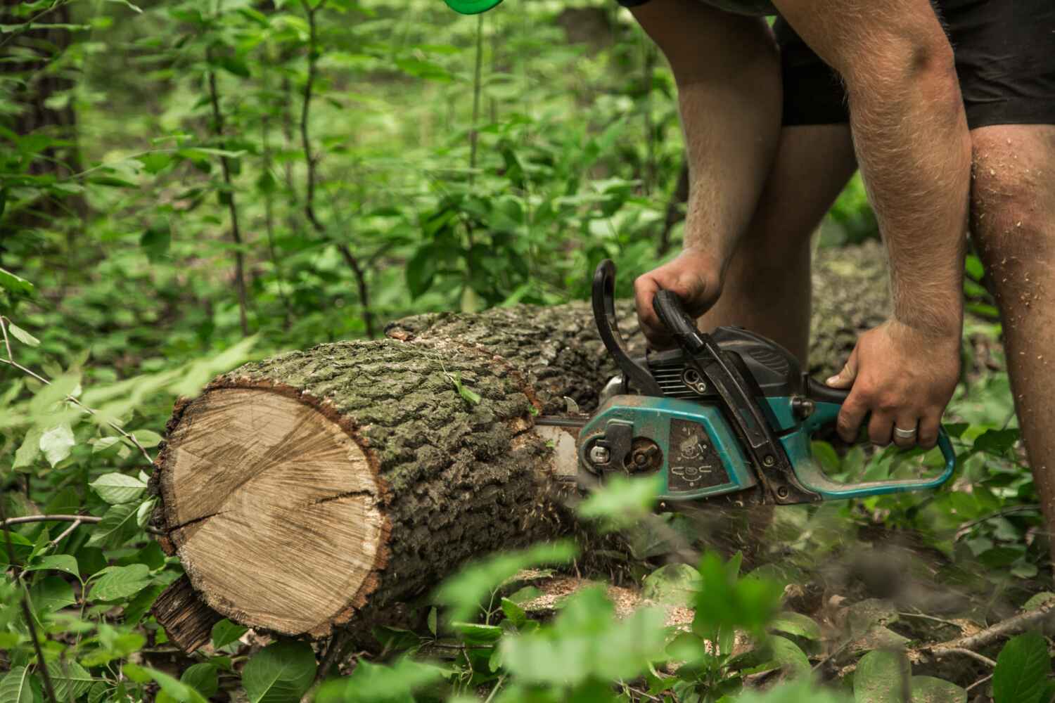 The Steps Involved in Our Tree Care Process in Clayton, MO